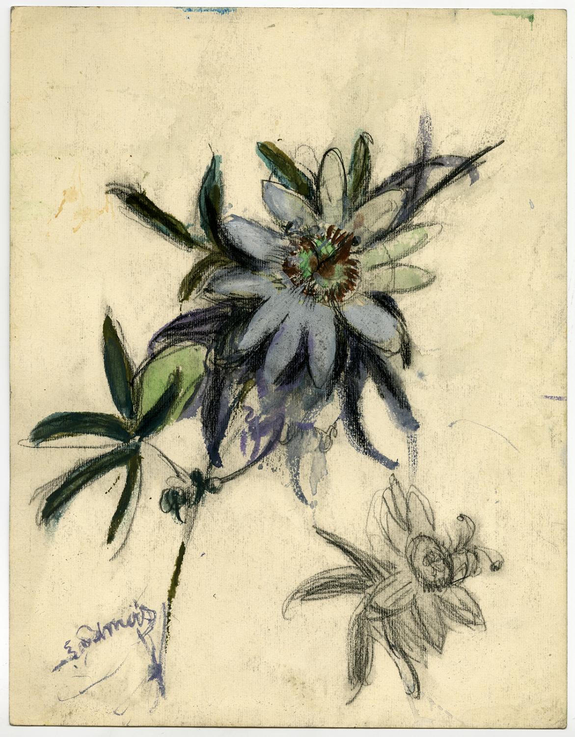 1171x1500 antique drawing study passion flower passiflora jamois ca - Passion Flower Drawing