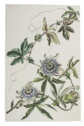 334x500 beautiful watercolour drawing of a passion flower - Passion Flower Drawing