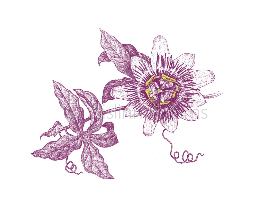 1000x810 blue passion flower, passiflora caerulea aislinn adams - Passion Flower Drawing