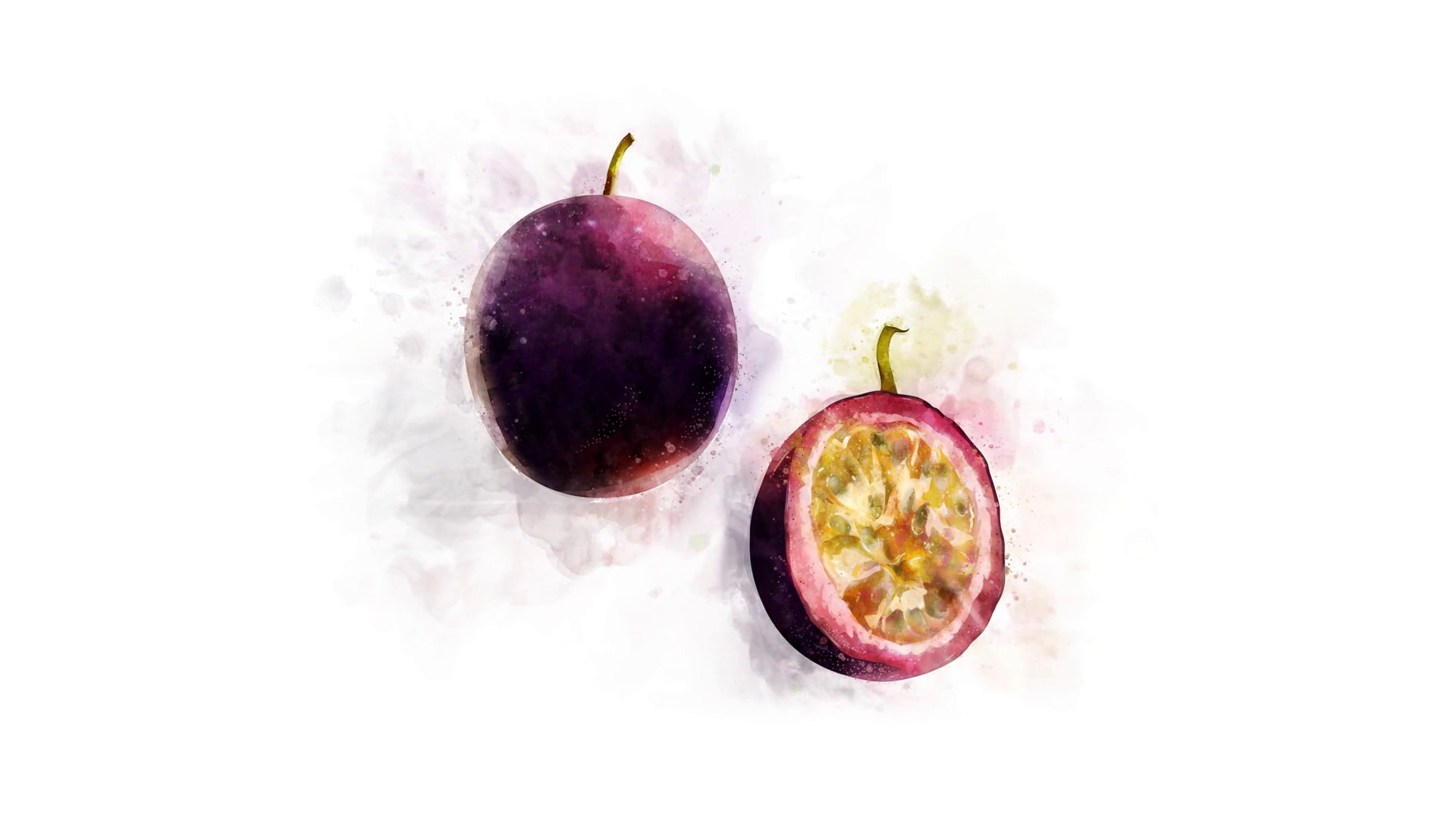 Passion Fruit Drawing