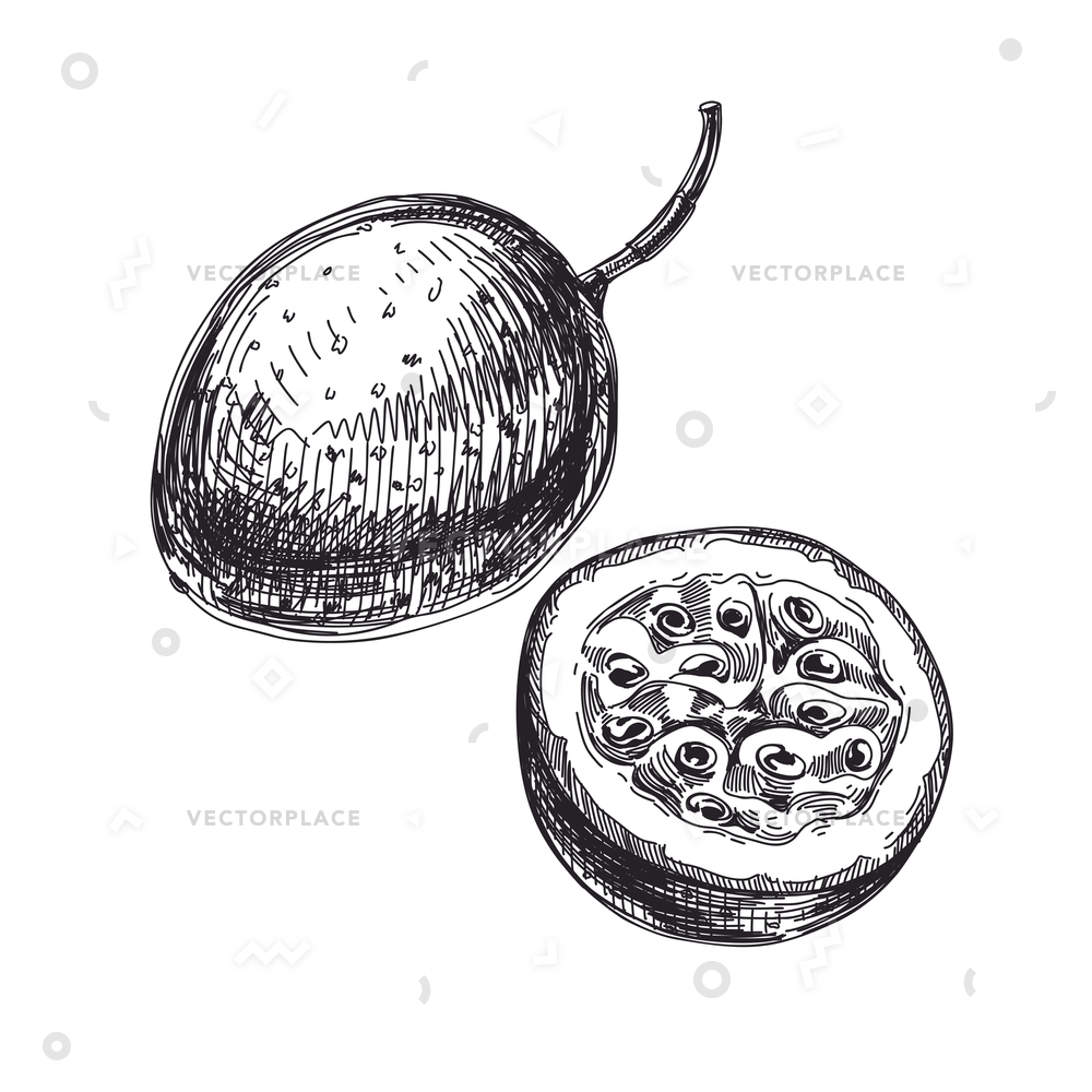 1000x1000 beautiful hand drawn passion fruit illustrations vector - Passion Fruit Drawing