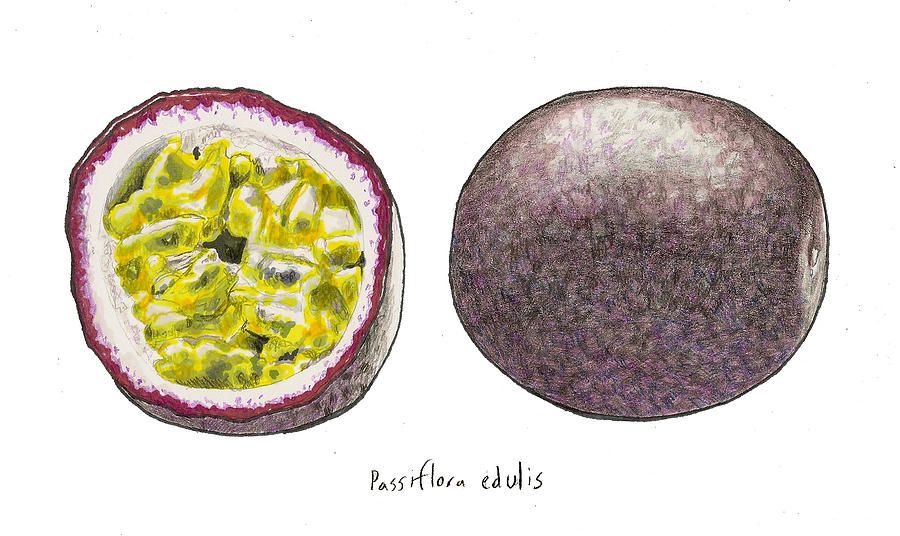 900x536 passion fruit drawing - Passion Fruit Drawing