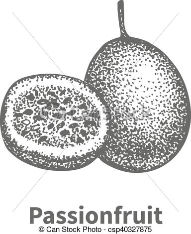 384x470 doodle sketch hand drawn passionfruit vector illustration doodle - Passion Fruit Drawing