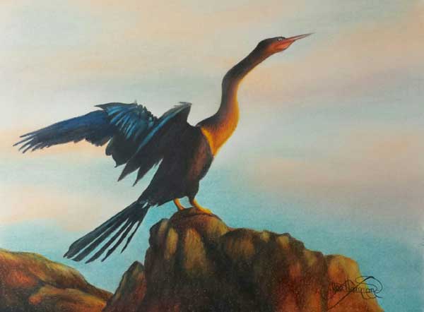 600x442 butterflies and birds in colored pencil and pastel - Pastel Colour Drawing