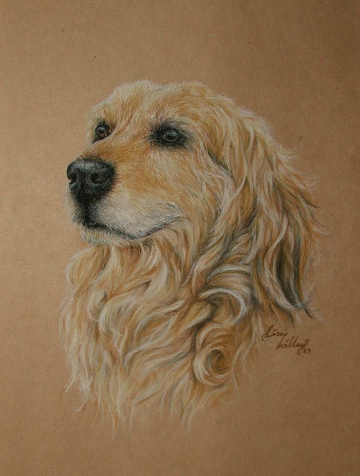 726x960 golden retriever pastel colour drawing - Pastel Colour Drawing