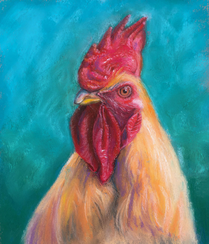 800x933 how to draw a rooster with pastels - Pastel Drawing