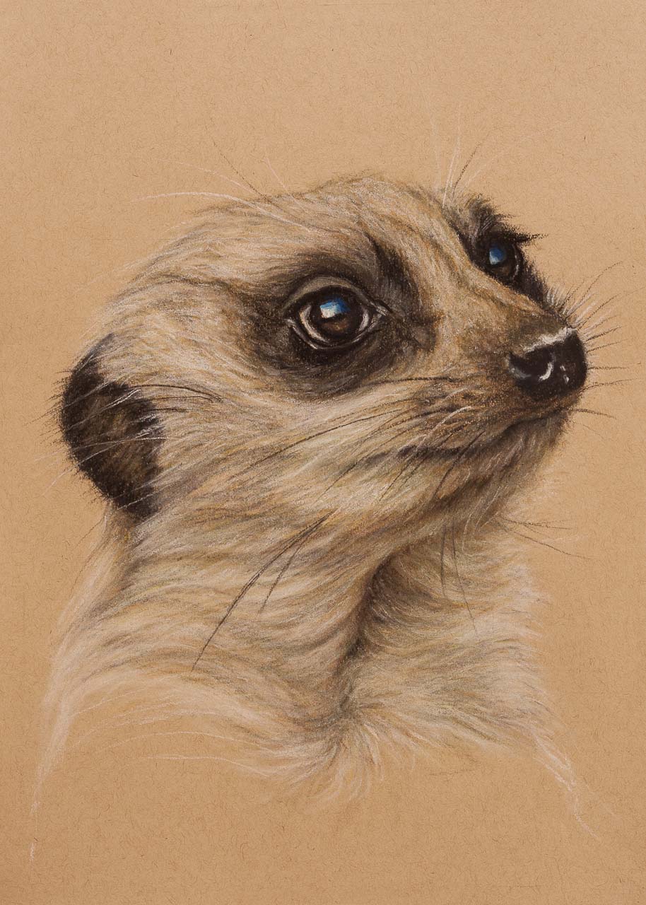 914x1280 Meerkat Pastel Prints - Pastel Drawing