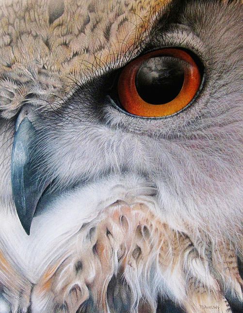 Pastel Pencil Drawing at PaintingValley.com | Explore collection of ...