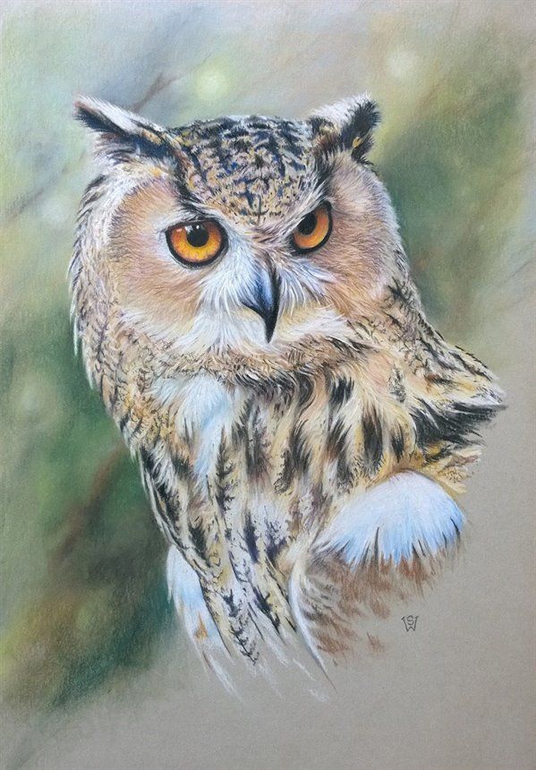 599x860 pastel pencil drawing eagle owl sue warner pastel pencils boyama - Pastel Pencil Drawing