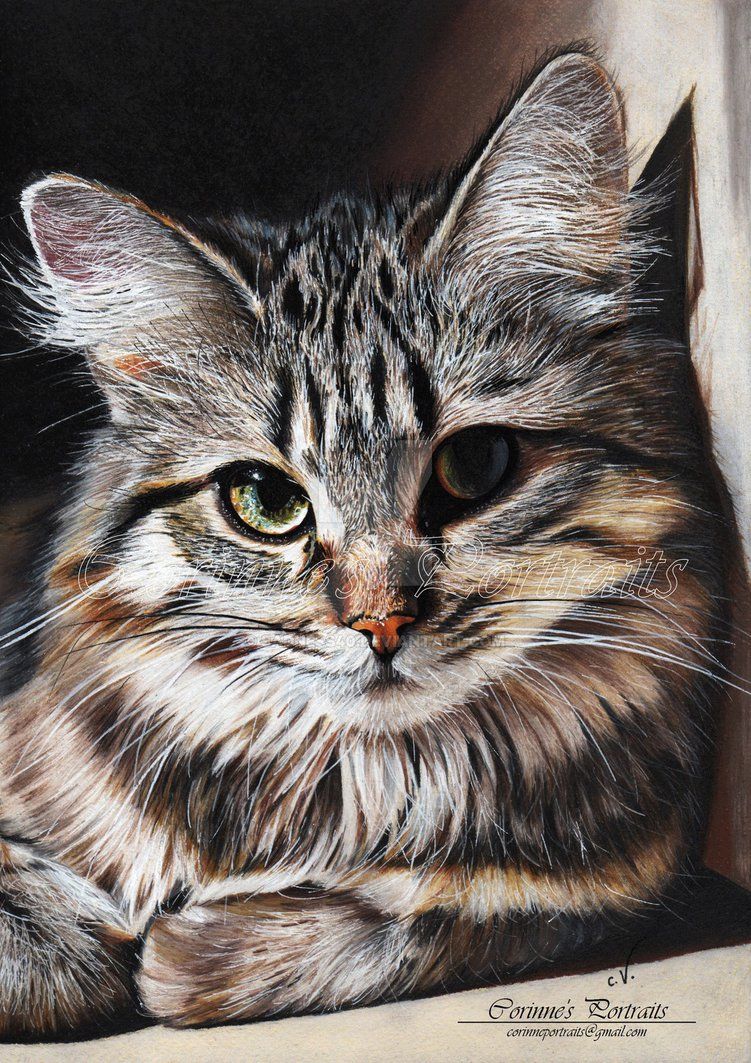751x1063 Kitty Art Drawings, Pencil Drawings, Color - Pastel Pencil Drawing