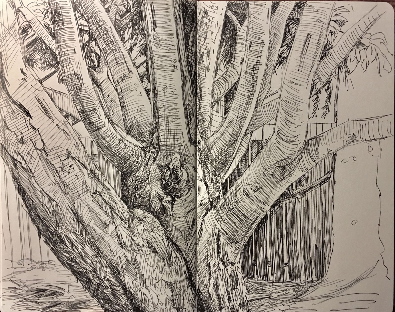 1381x1092 How Drawing Is A Pathway To Thanksgiving Steve Thomason - Pathway Drawing