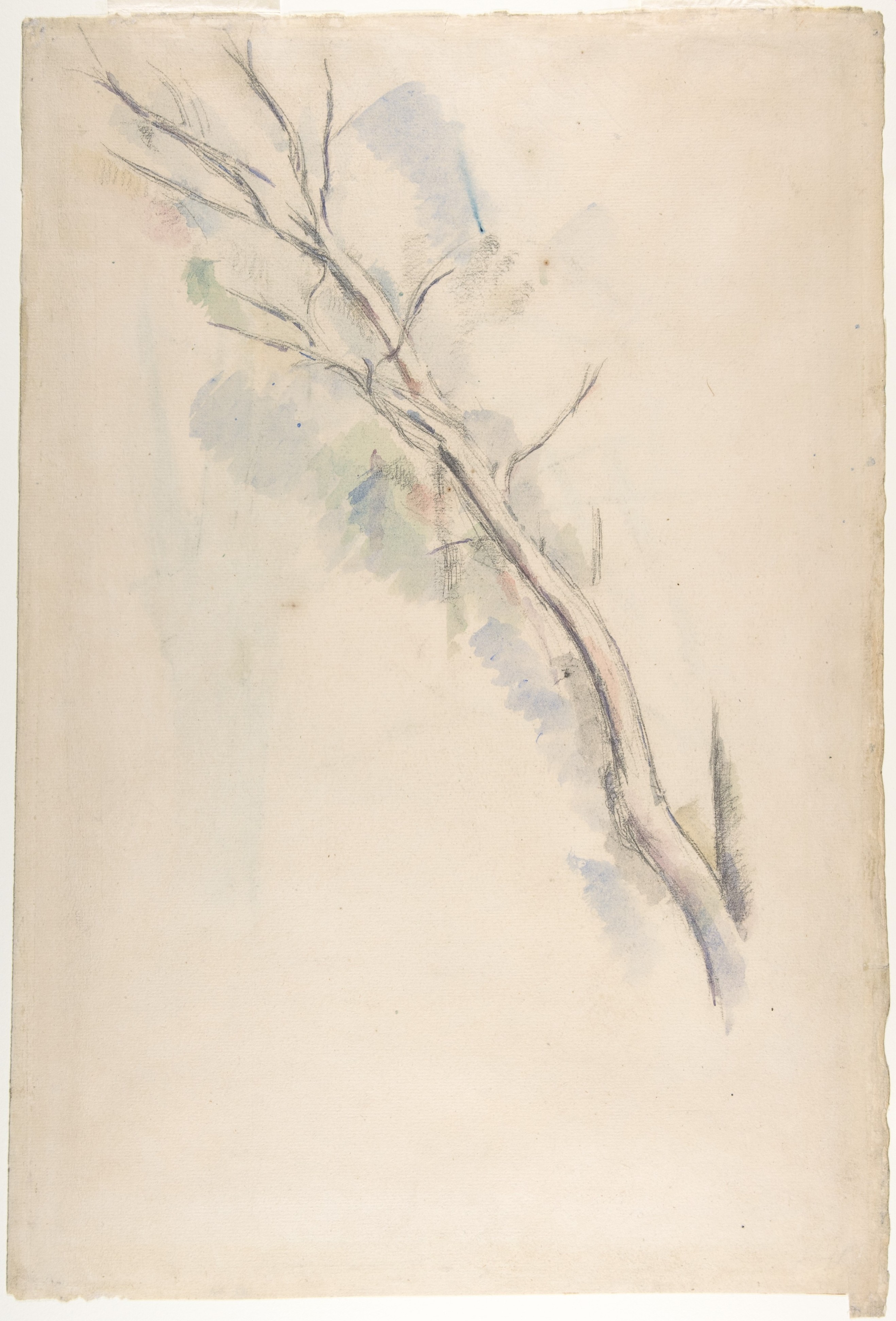 2635x3885 paul studies of a tree - Paul Cezanne Drawings