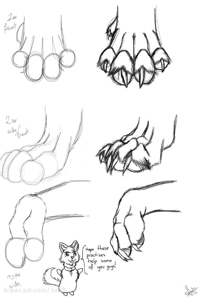 640x960 how to draw wolf paws - Paw Drawing