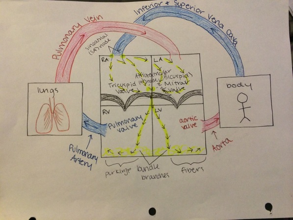 597x448 pbs classroom activities - Pbs Drawing