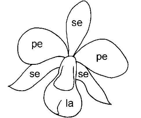 487x408 schematic drawing of an orchid fl ower la labellum or lip pe - Pe Drawing