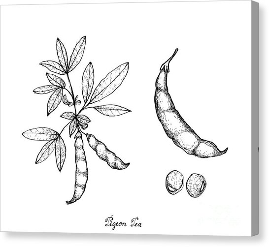 546x502 pea pod canvas prints - Pea Pod Drawing