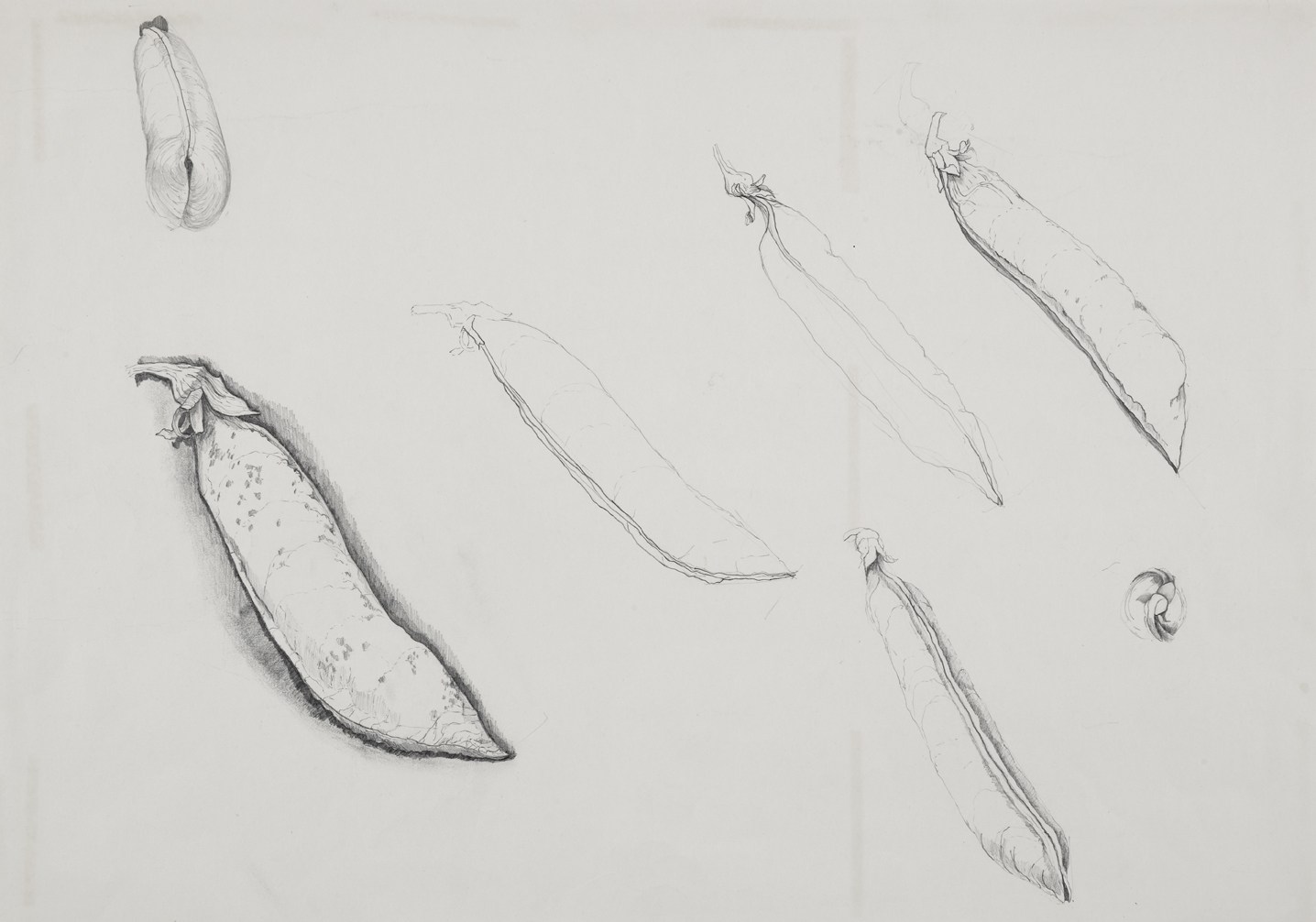 1436x1006 pea pod pencil drawing - Pea Pod Drawing