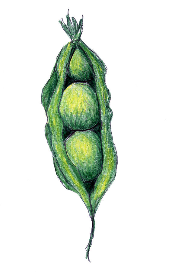 Pea Pod Drawing at Explore collection of Pea Pod