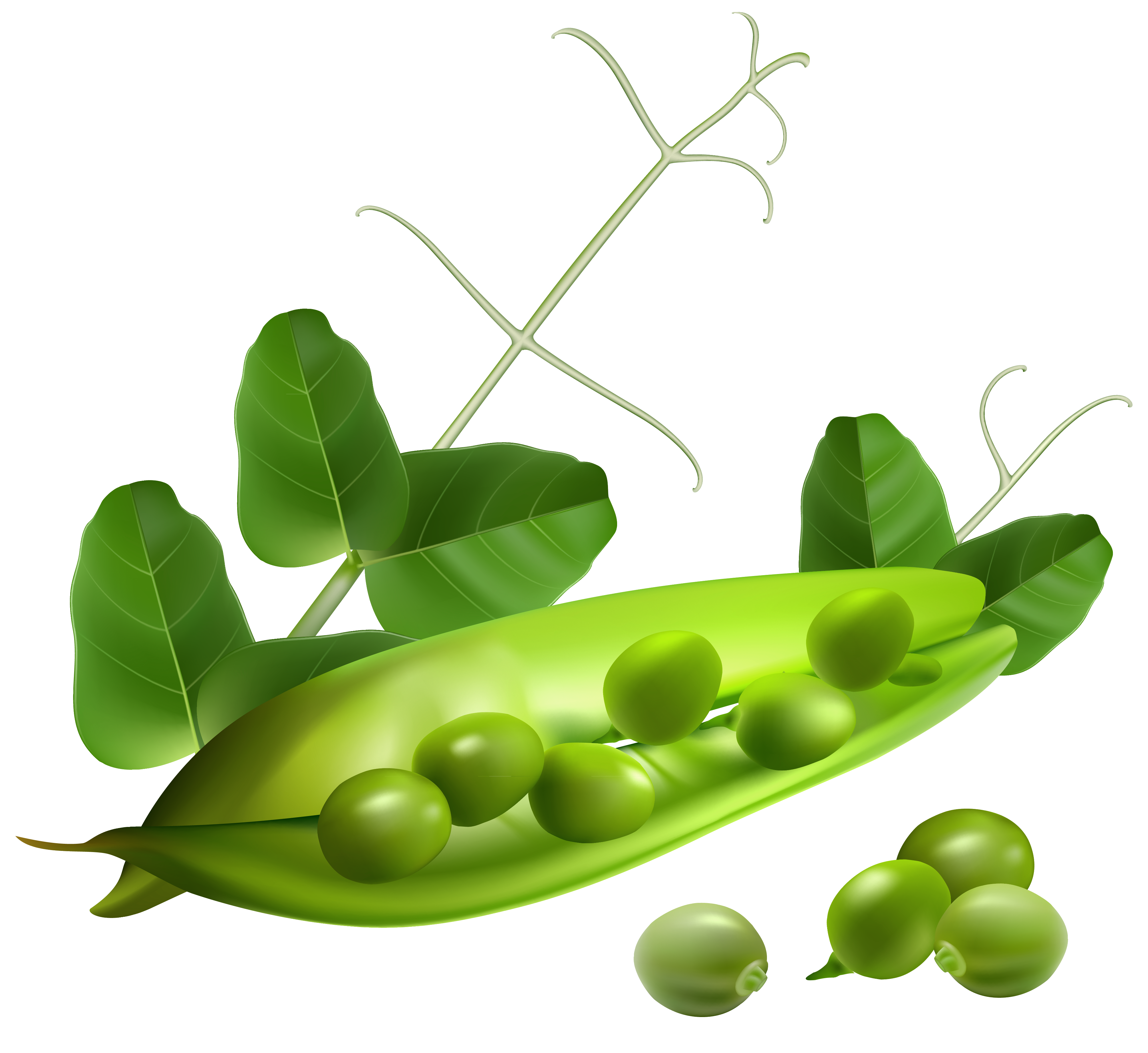 4022x3689 peas drawing pod background transparent png clipart free - Pea Pod Drawing