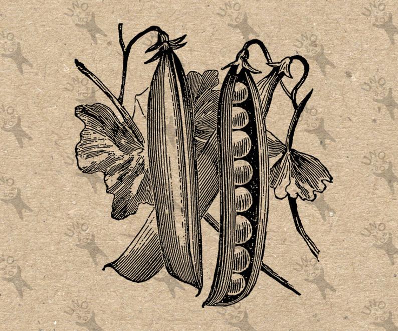 794x660 vintage image pea pod bean retro drawing picture instant etsy - Pea Pod Drawing