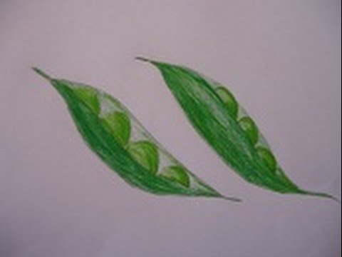 480x360 easy drawing for children, easy and simple drawing of peas - Pea Pod Drawing