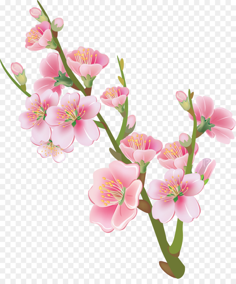 Peach Blossom Drawing at Explore collection of