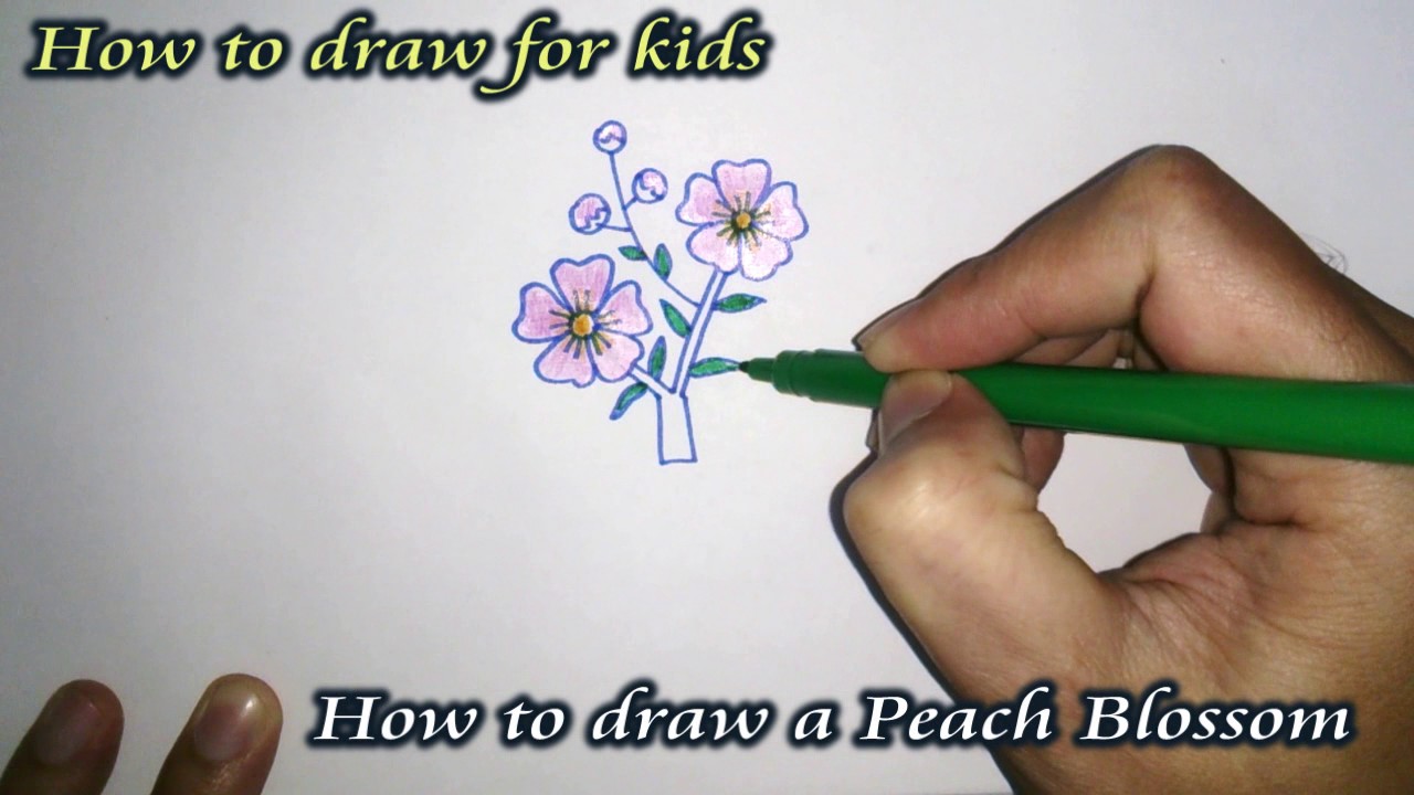 1280x720 how to draw a peach blossom for kids - Peach Blossom Drawing