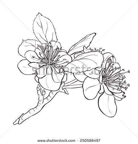 450x470 image result for peach blossom drawing blossoms cherry blossom - Peach Blossom Drawing
