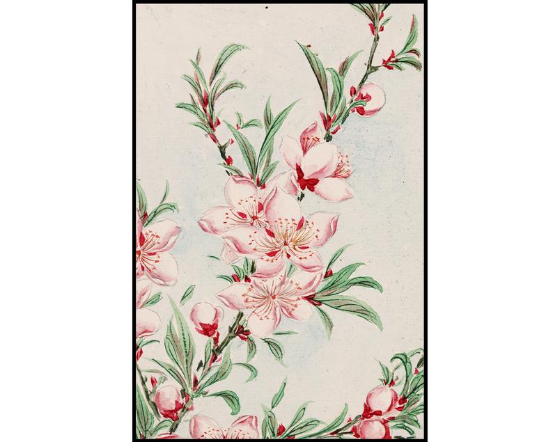 794x635 peach blossom print flowers print botanical print etsy - Peach Blossom Drawing