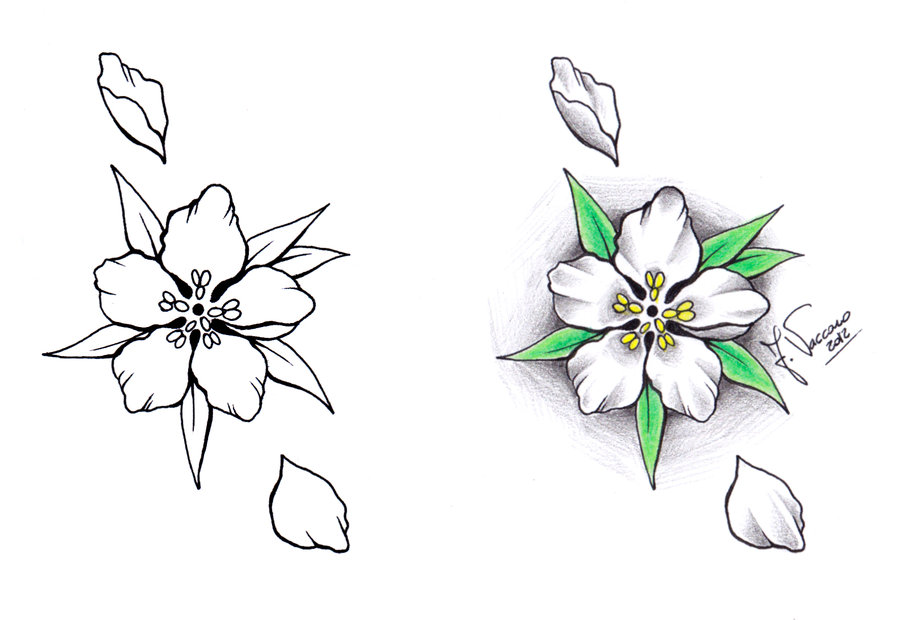 900x620 pictures of peach tree blossom drawing - Peach Blossom Drawing