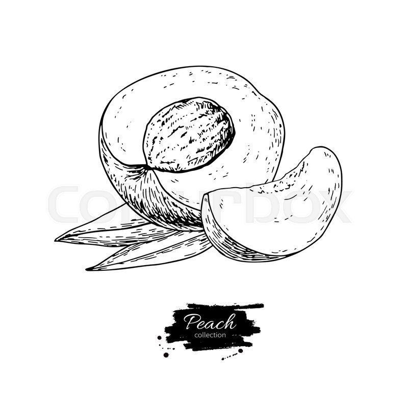 800x800 Peach Vector Drawing Isolated Hand Stock Vector Colourbox - Peach Drawing