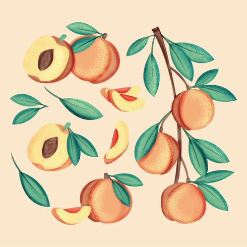 490x490 Vector Hand Drawn Peaches - Peach Drawing