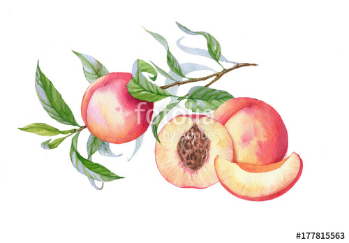 500x348 Hand Drawn Watercolor Fruit Illustration Tattoo Sketch Template - Peach Drawing