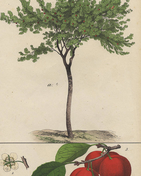 566x707 Peach Tree And Fruit Poster - Peach Tree Drawing