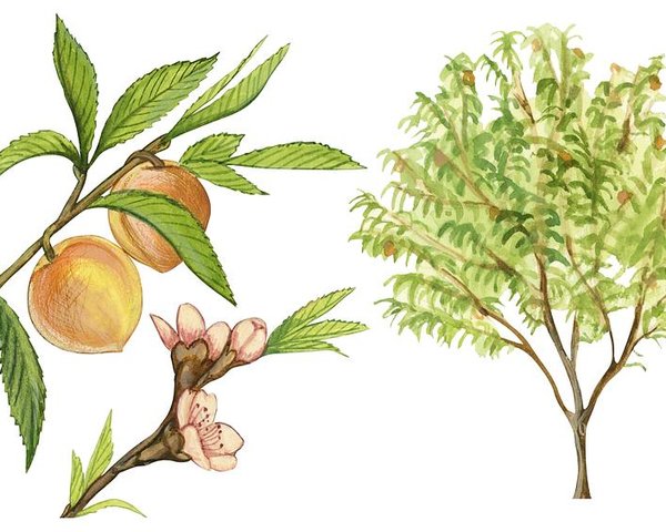 600x480 Peach Tree Poster - Peach Tree Drawing