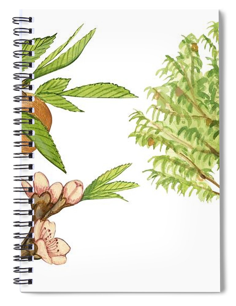770x1000 Peach Tree Spiral Notebook For Sale - Peach Tree Drawing