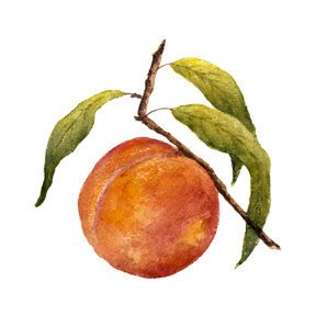 288x288 Peach Trees In Minnesota Real Local Cooking - Peach Tree Drawing