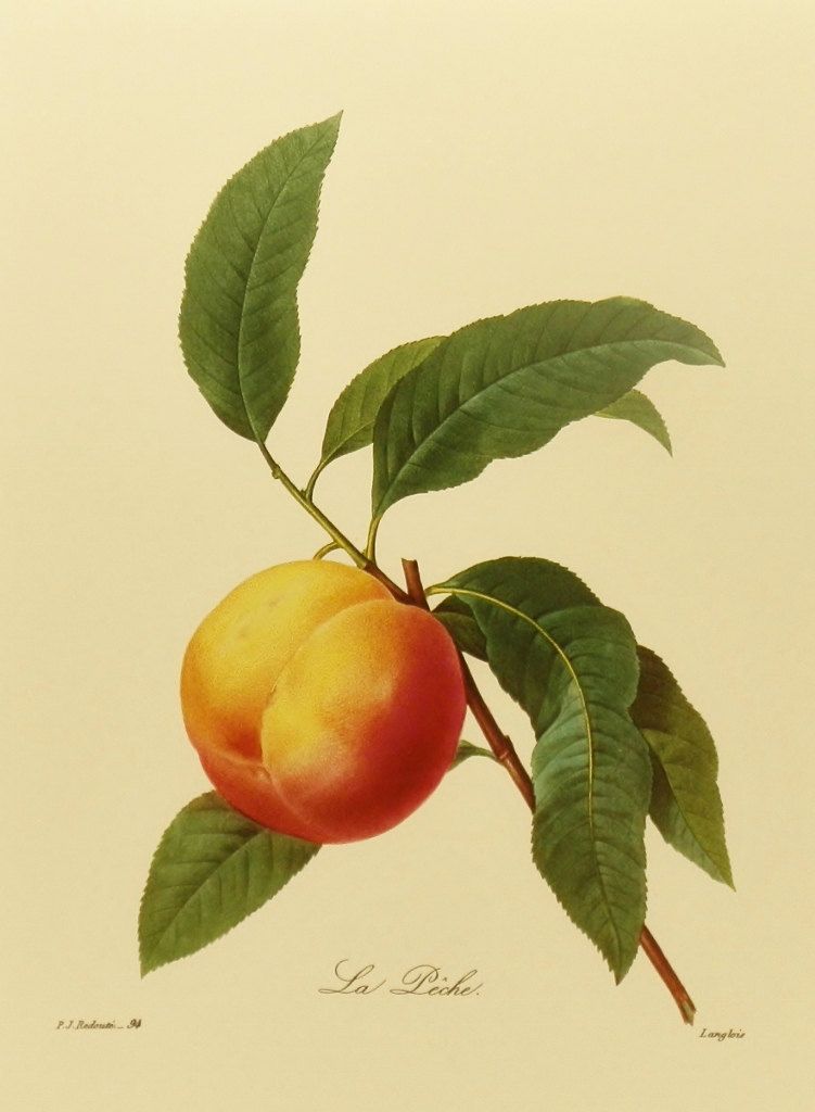 751x1024 Vintage Peach Tree Botanical Fruit Print - Peach Tree Drawing