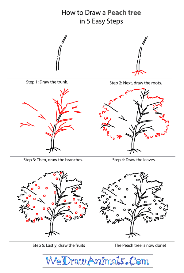 600x892 How To Draw Trees Step - Peach Tree Drawing