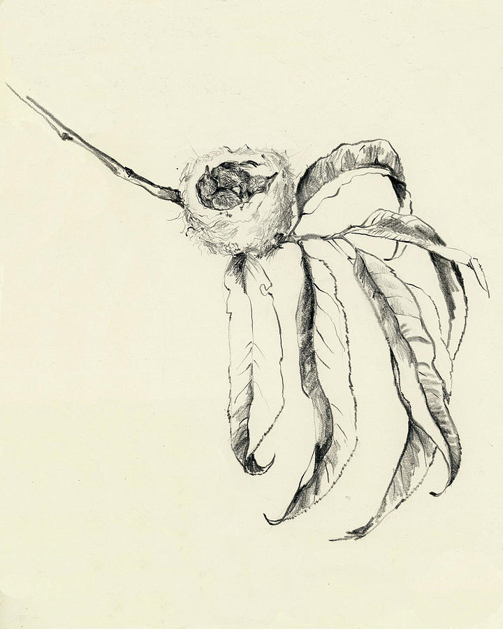 720x900 Baby Hummers In The Peach Tree Drawing - Peach Tree Drawing