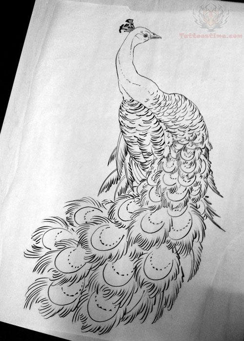 500x700 amazing peacock tattoo design sample - Peacock And Flower Drawing Tattoo