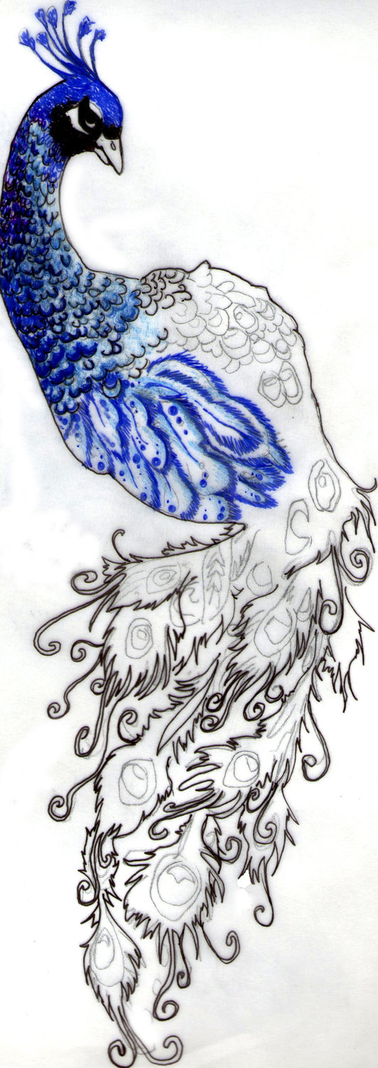 532x1503 Huge Collection Of 'peacock Tattoo Drawing' Download More Than - Peacock And Flower Drawing Tattoo