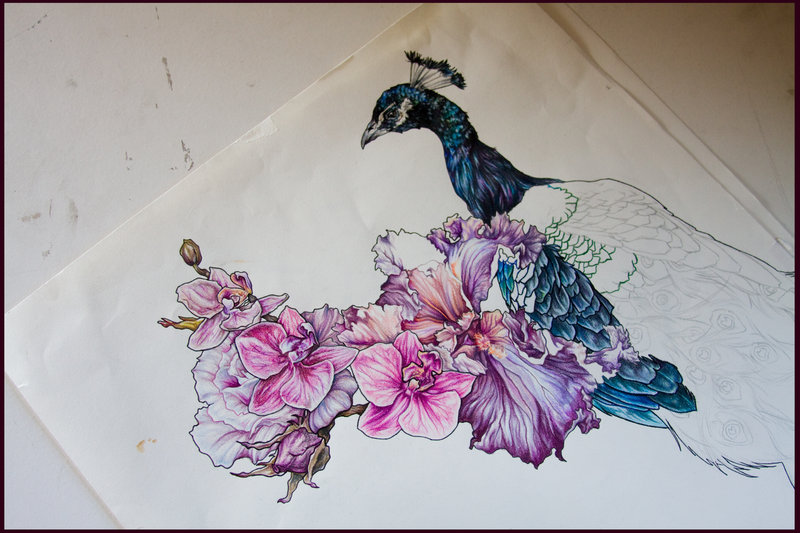 800x533 Peacock And Flower Drawing Tattoo - Peacock And Flower Drawing Tattoo