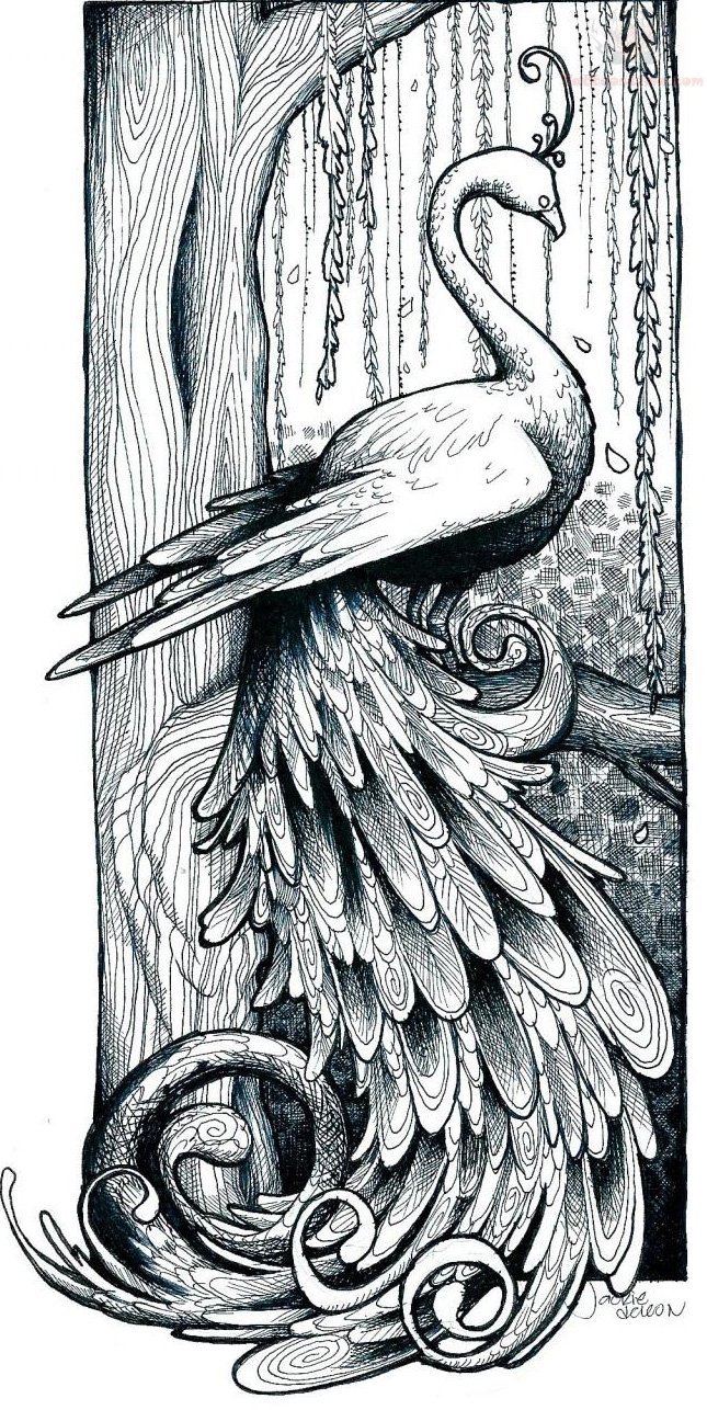 645x1286 Peacock Drawing Tattoo - Peacock And Flower Drawing Tattoo