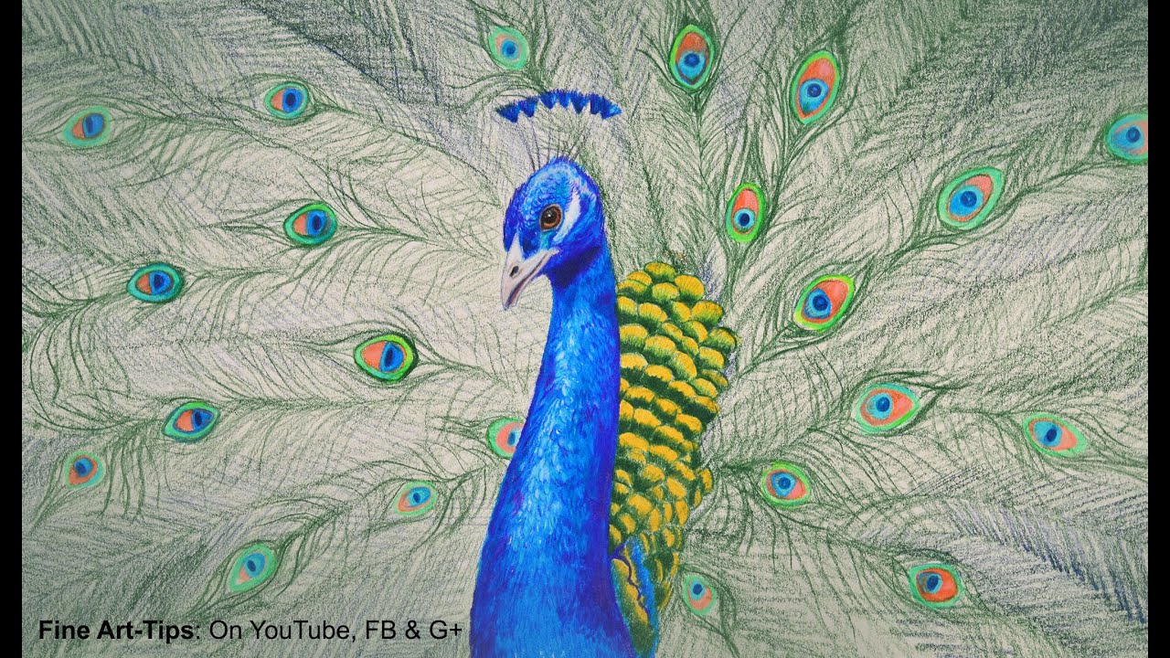 1280x720 How To Draw A Peacock With Color Pencils - Peacock Bird Drawing