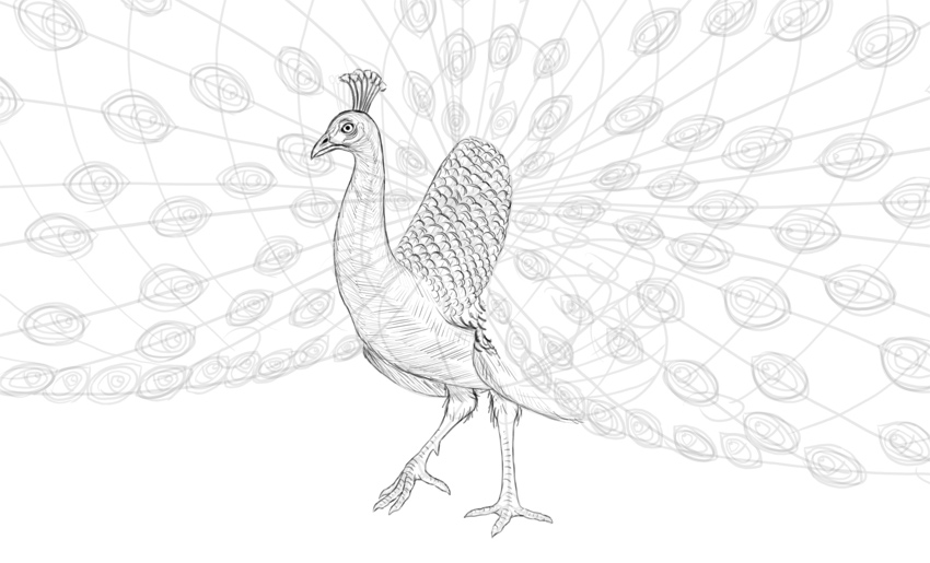 850x515 How To Draw A Peacock - Peacock Bird Drawing