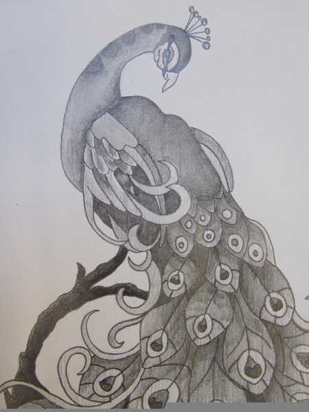 450x600 Peacock Bird Drawing Free Images - Peacock Bird Drawing