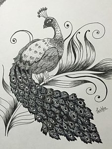 226x300 Peacock Birds Drawings - Peacock Bird Drawing