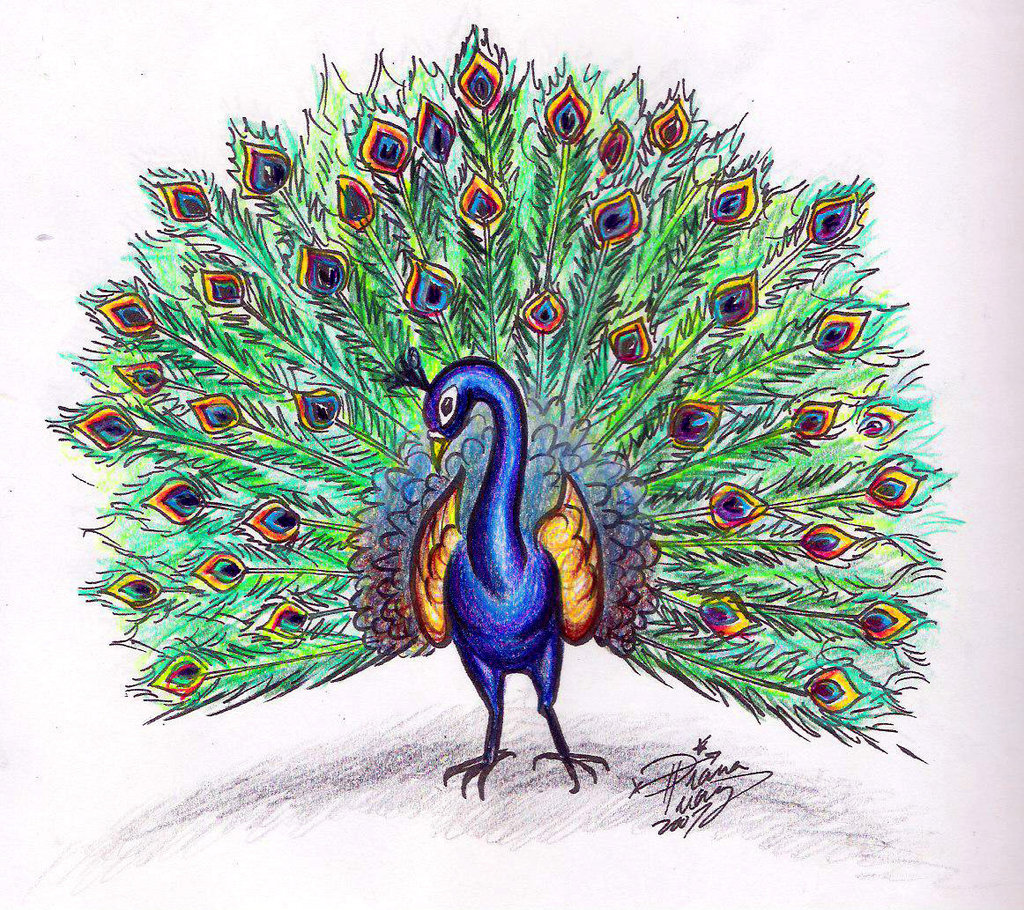 1024x910 Peacock Photo Drawing Drawing Skill - Peacock Bird Drawing