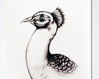 340x270 Peacock Drawing Etsy - Peacock Bird Drawing